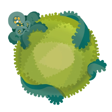 Fossil Fern