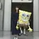 sponge.1994